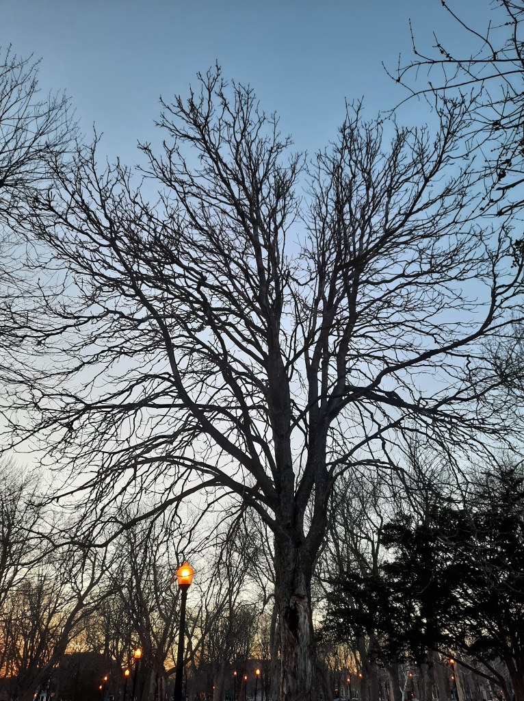 Photo of a leafless tree in a park taken at dusk, with glowing yellow streetlights, other trees, and a pale blue sky behind it.